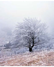 Carica l&#39;immagine nel visualizzatore di Gallery, STAMPE NATURA
