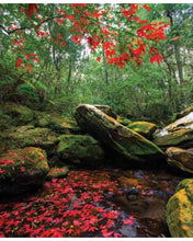 Carica l&#39;immagine nel visualizzatore di Gallery, STAMPE NATURA
